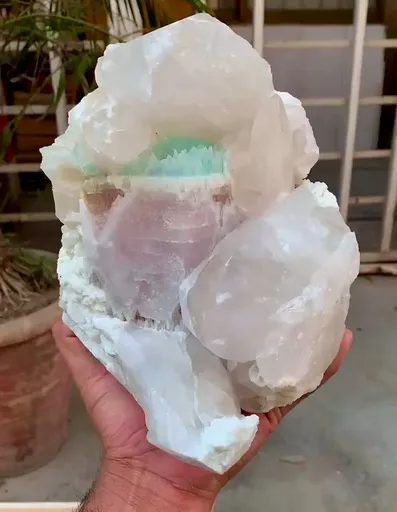 specimen video