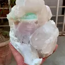 specimen video