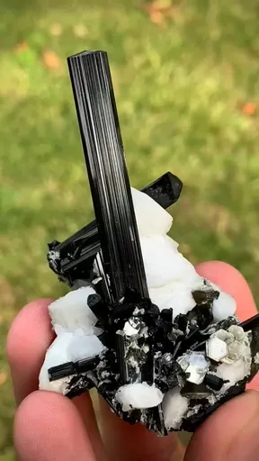 specimen video