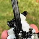 specimen video