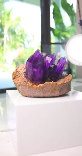 specimen video