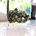 specimen video
