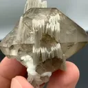 specimen video