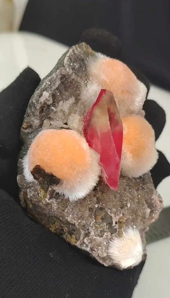 specimen video