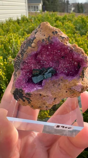 specimen video