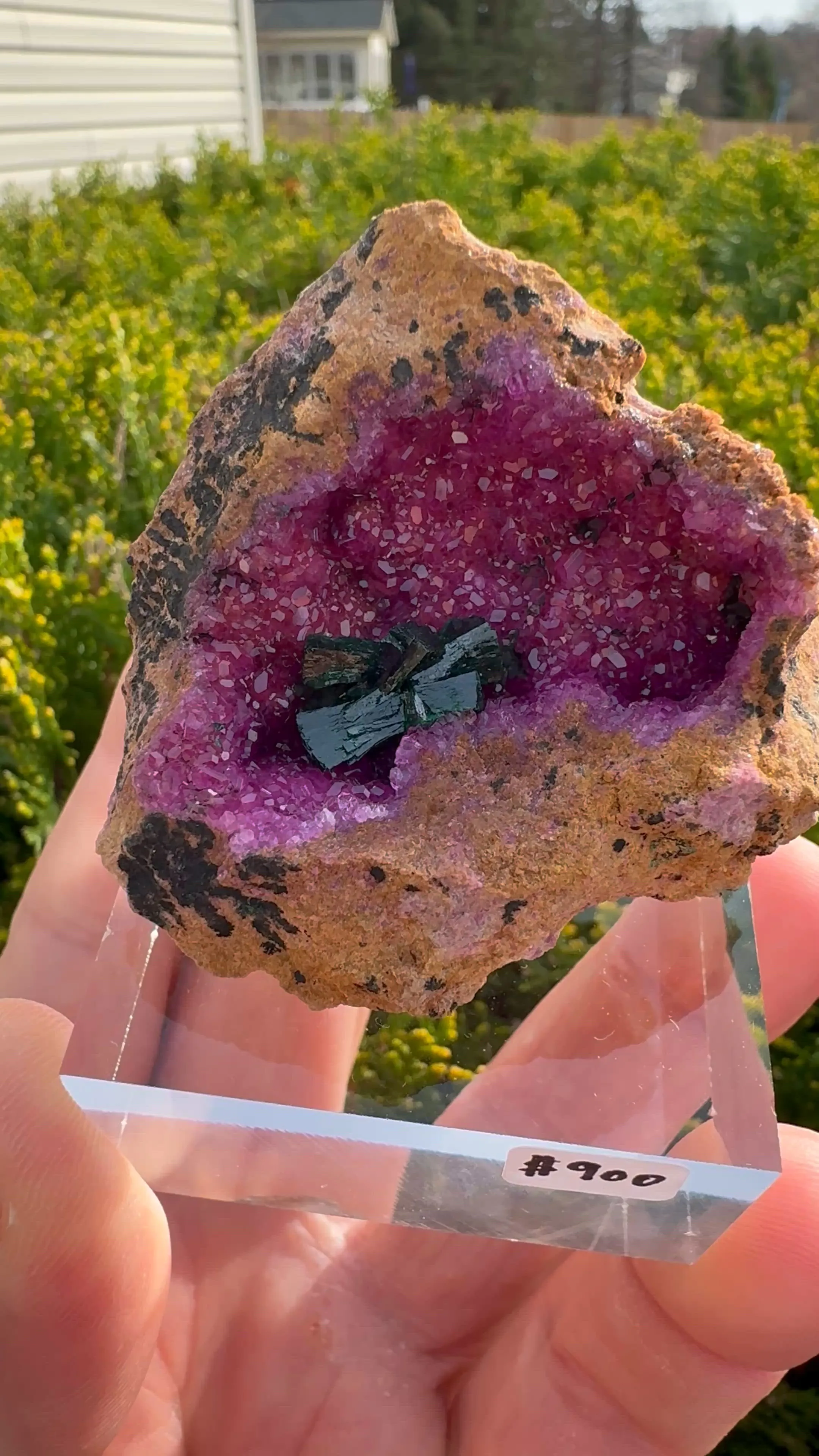 specimen video