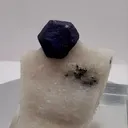 specimen video