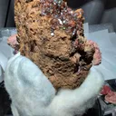 specimen video