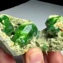 specimen video