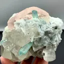 specimen video