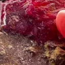 210.05 GRAMS OF CHERRY-RED Rhodonite ON MATRIX - image 4
