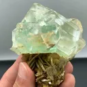 specimen video