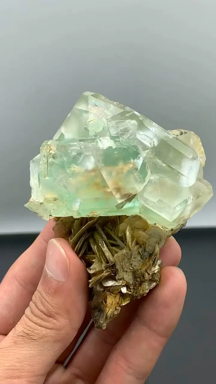 specimen video