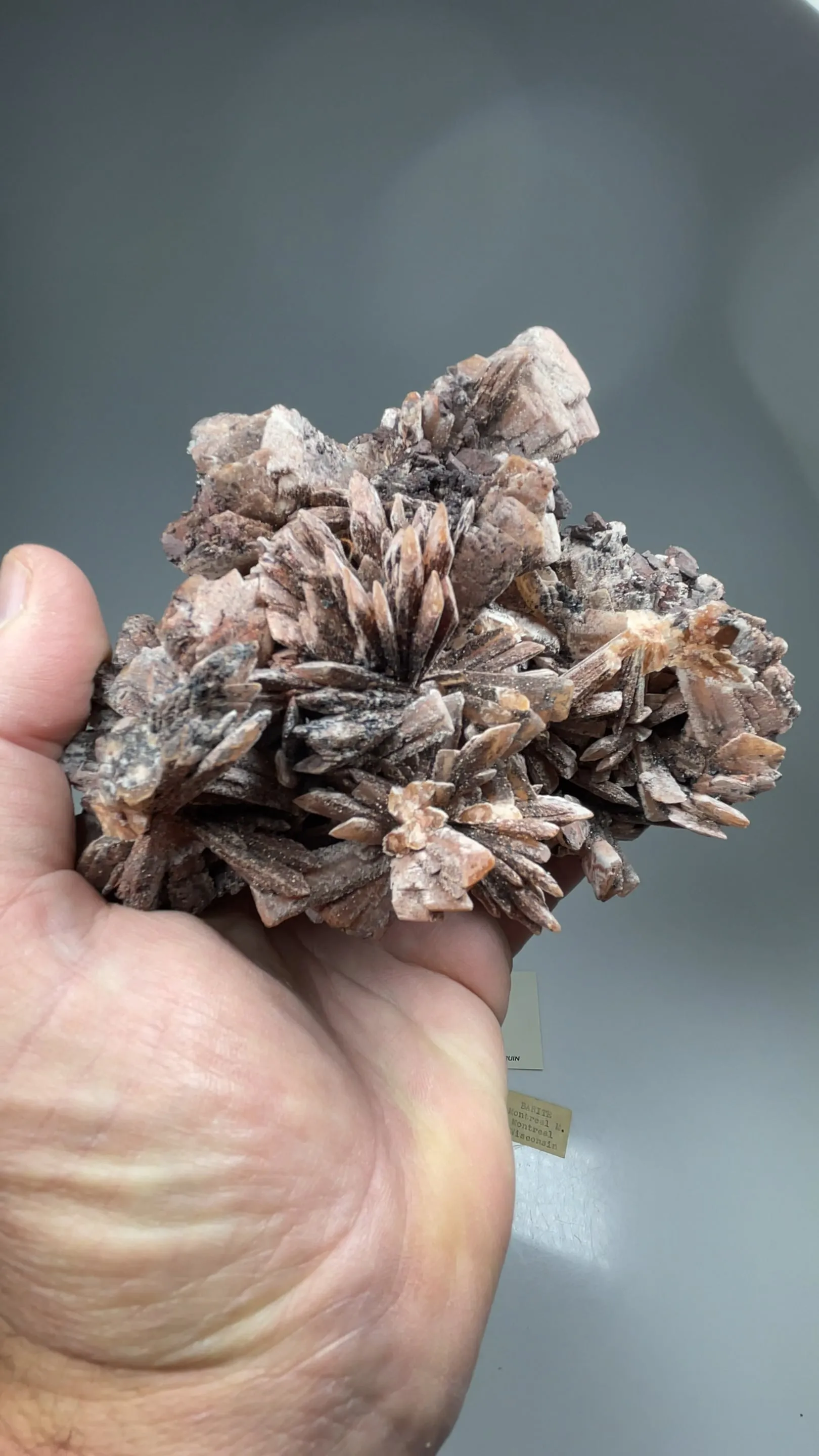 specimen