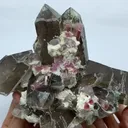 specimen video