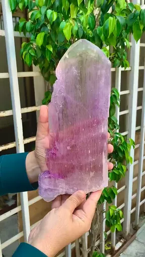 specimen video