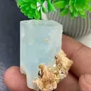 specimen video