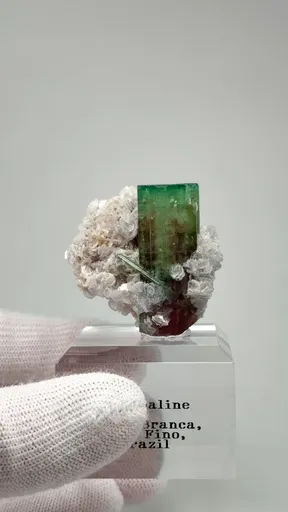 specimen video