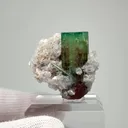 specimen video