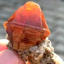 specimen video
