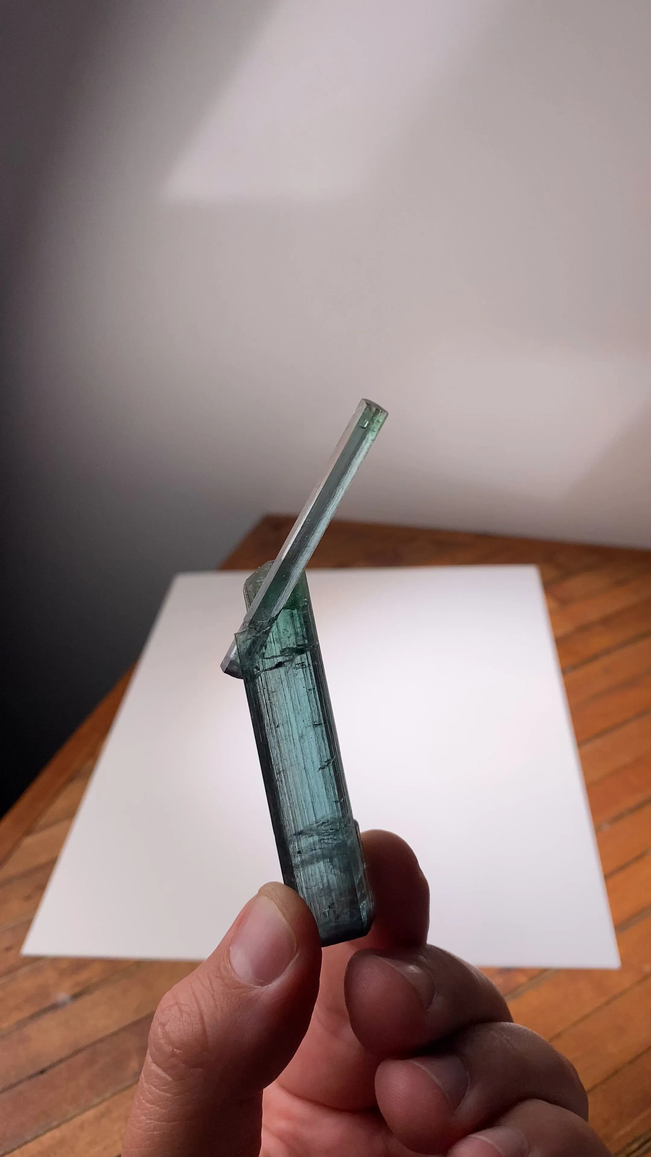 specimen video