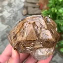 specimen video