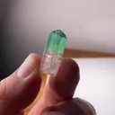 specimen video