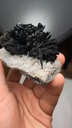 specimen video