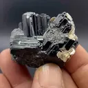 specimen video