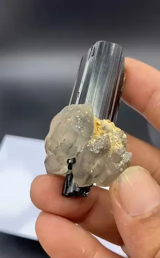 specimen video