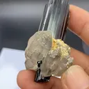 specimen video