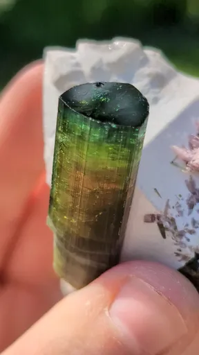 specimen video