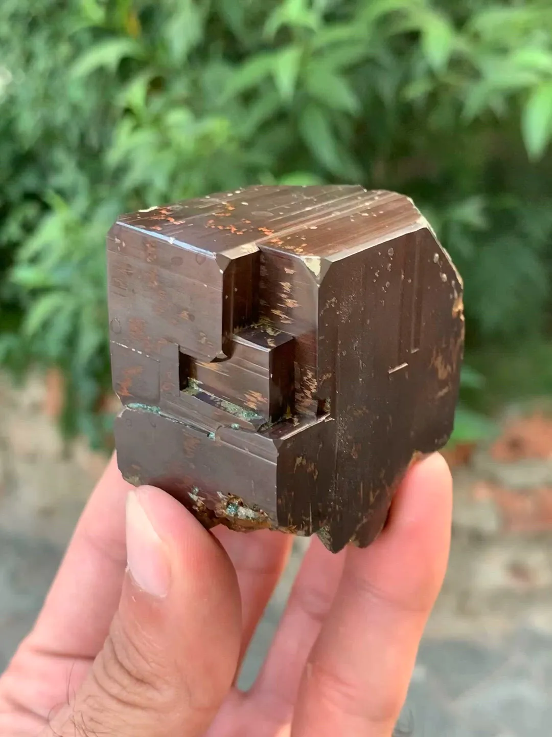 specimen video