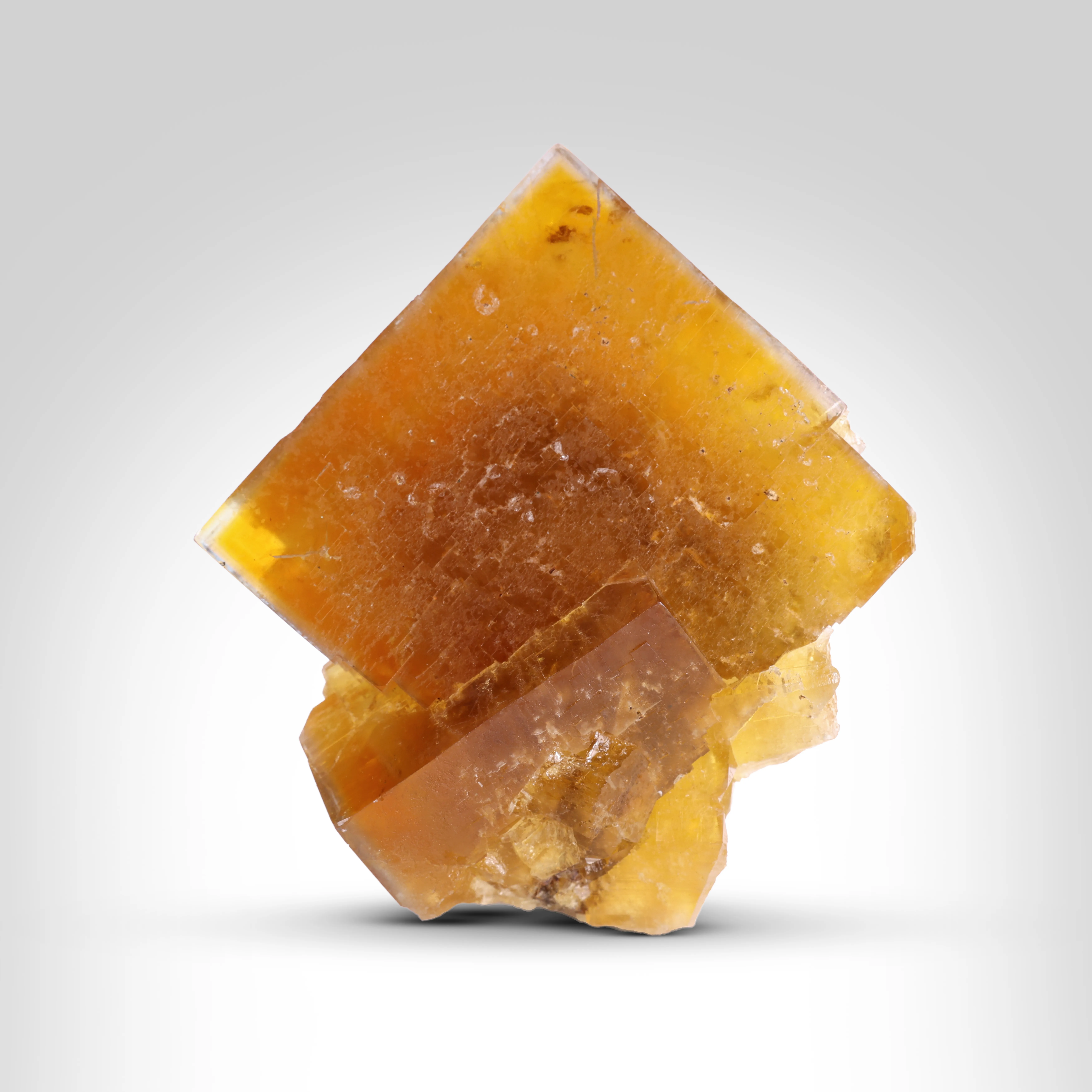 How Collectors Learn to Choose the Right Specimens