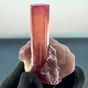 specimen video