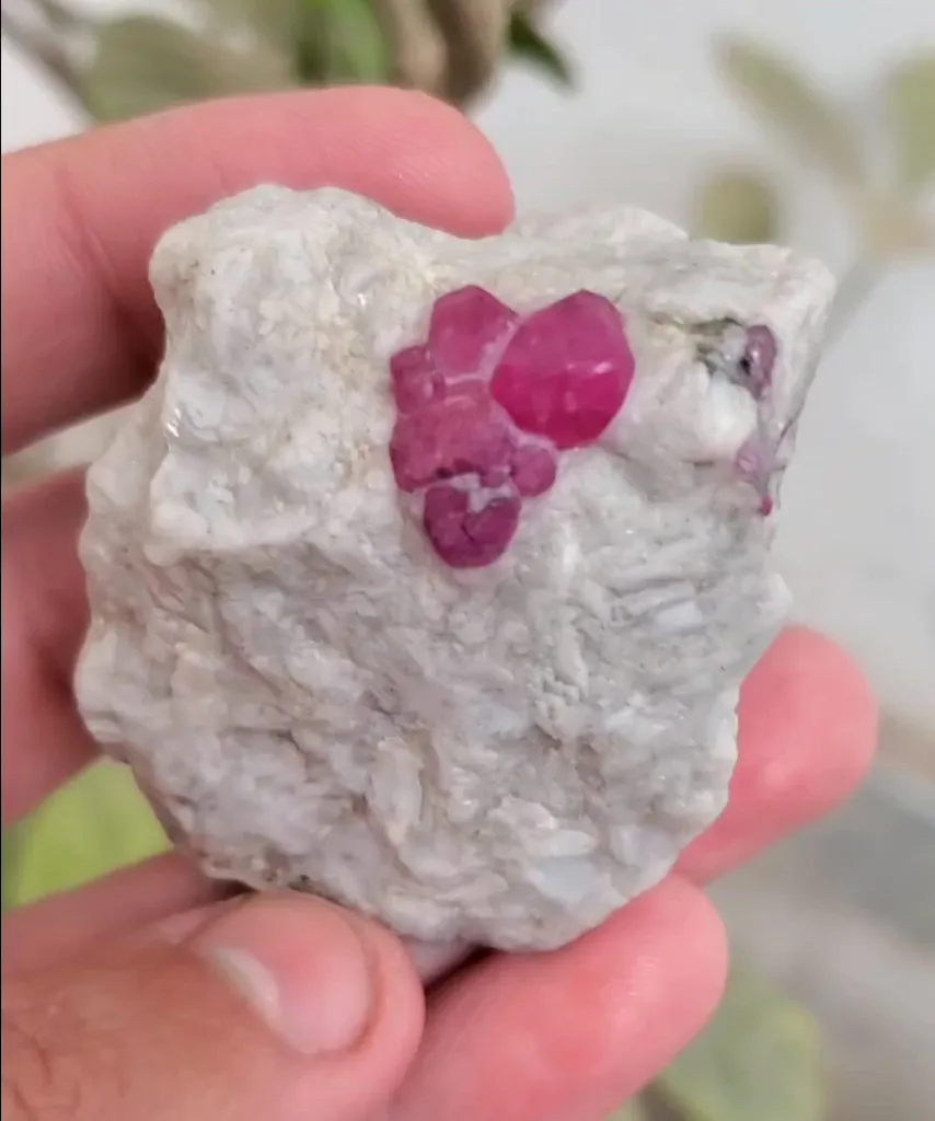 specimen video