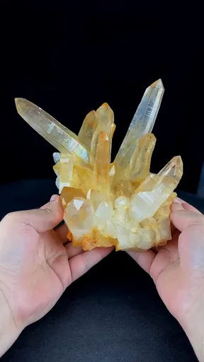 specimen video