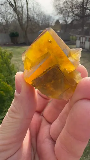 specimen video