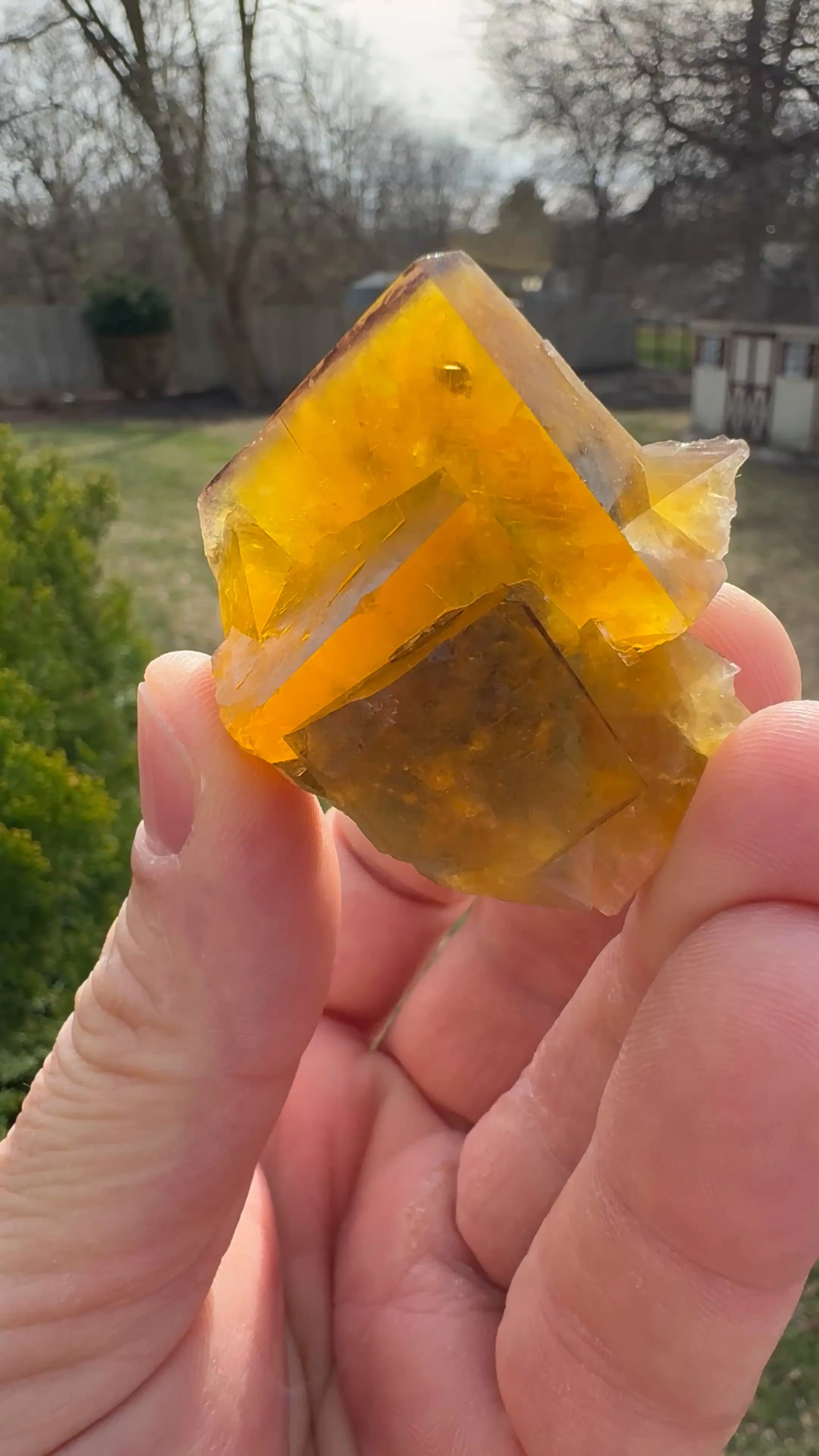 specimen video