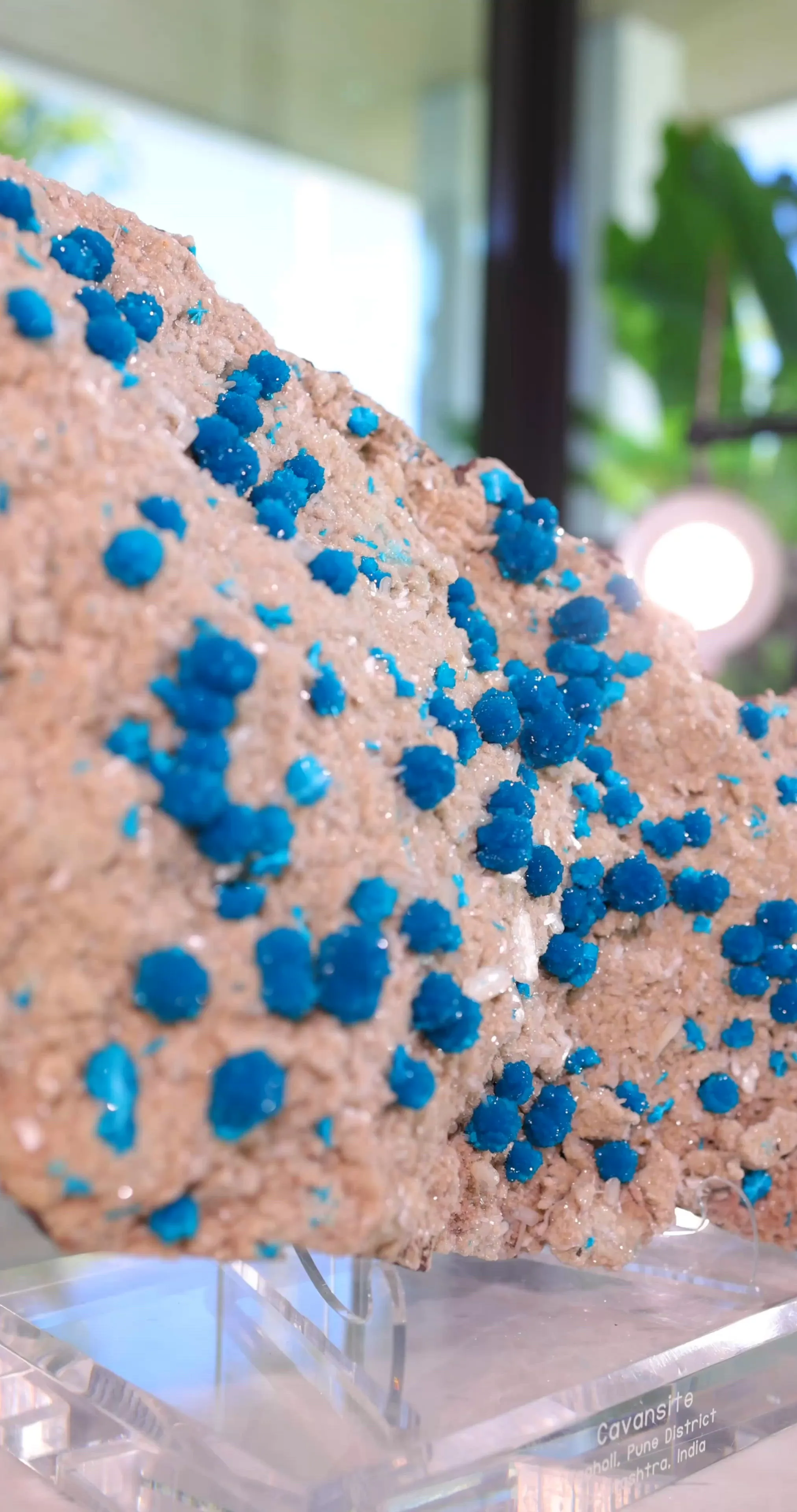 specimen video