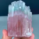 specimen video