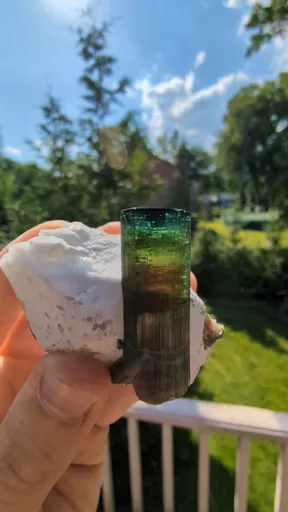 specimen video