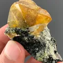 specimen video