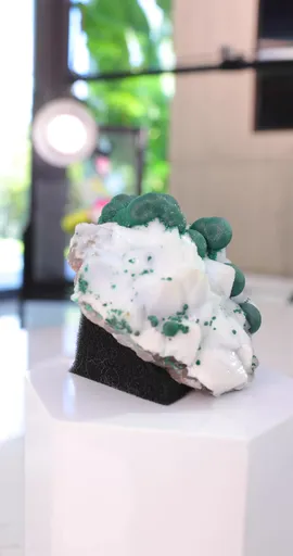 specimen video