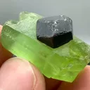 specimen video