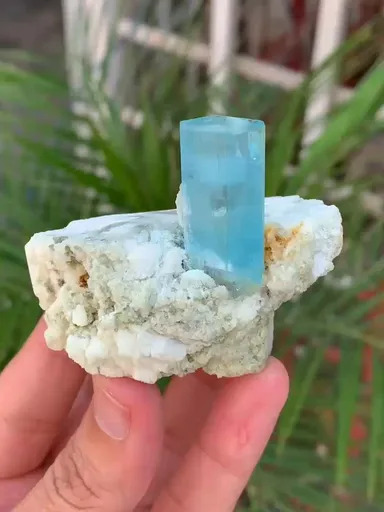 specimen video
