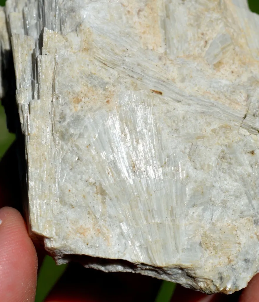 specimen
