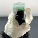 specimen video