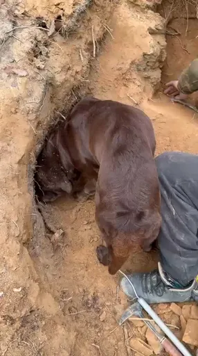 specimen video