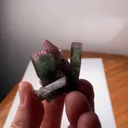 specimen video